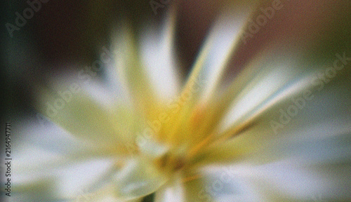 Soft Focus White and Yellow Flower Blossom with Dreamy Abstract Floral Background
