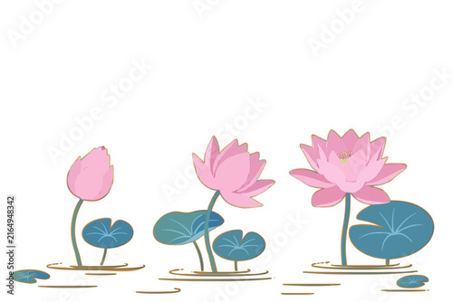 Stylized illustration featuring pink lotus flowers at different bloom stages with green lily pads and ripples on calm water isolated on a white background.