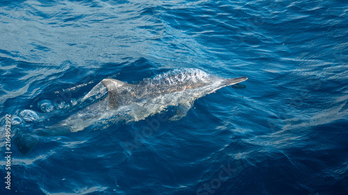 Foto A bottlenose dolphin cuts through the ocean water