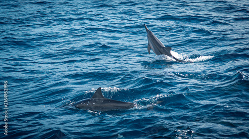 Fotografie A bottlenose dolphin emerges out of the ocean as it swims playfully with its pod