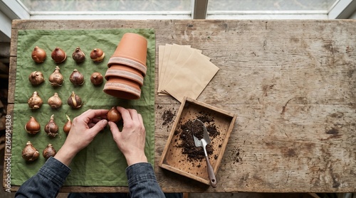 Dormant bulb assortment and terracotta pots on worktable