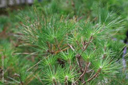 Green Pine Needles Growing on a Pine Tree