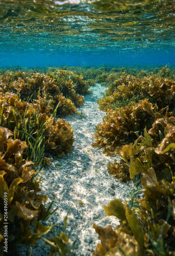 Fototapeta premium Vertical underwater photo of a sandy path through dense brown seaweed in shallow water. Clear ocean seabed with marine flora and water surface reflection
