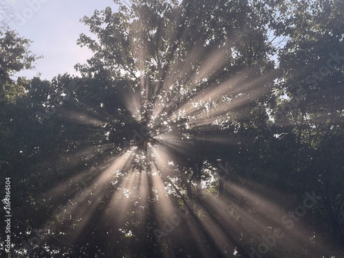 Foto A low-angle shot of bright sunlight bursting through dark green tree foliage, creating dramatic crepuscular rays