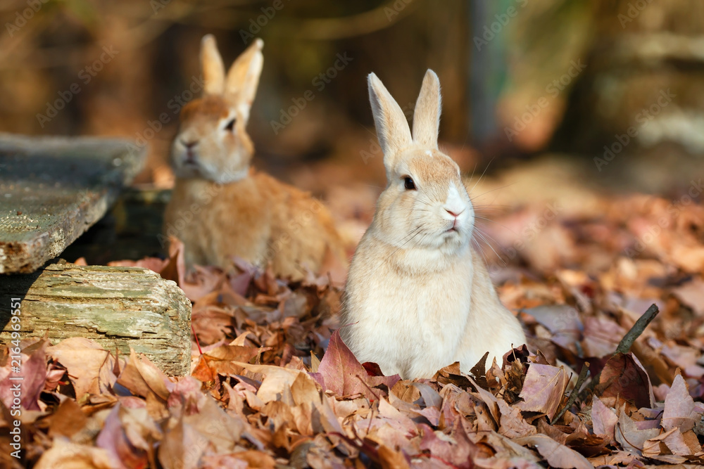 Naklejka premium Two rabbits among fallen autumn leaves on Okunoshima Rabbit Island, Japan