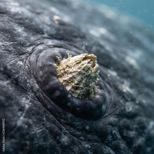 Underwater Close-Up of a Sea Turtle in its Natural Coral Reef Habitat: Highlighting Marine Life and Conservation Efforts