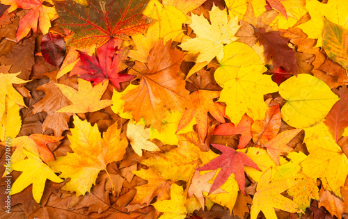 Obraz na płótnie Autumn leaves, golden fall carpet