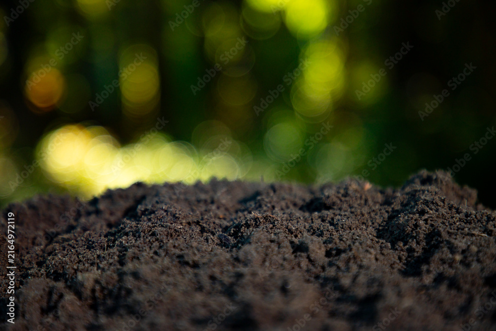 Obraz premium Soil macro emphasizes earthy tone. Soil texture with blurred forest. Soil surface for green concepts. Soil ground for calm visuals.