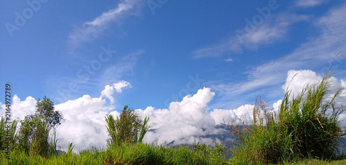 grass with a blue sky and cottony clouds