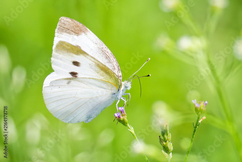 Photography マダ蕾の花に留まるモンシロチョウ(Cabbage butterfly)