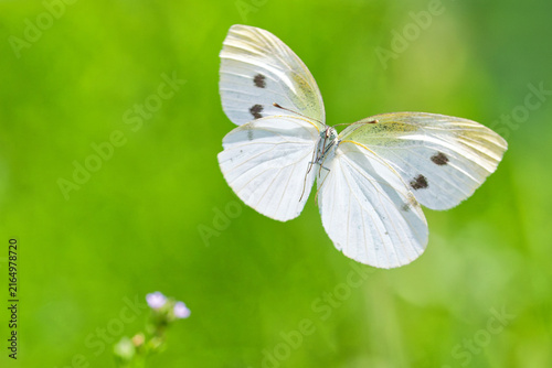 Bild auf Leinwand 緑の中を舞うモンシロチョウ(Cabbage butterfly)