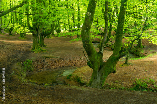 Mossy Beech Forest and Stream in Otxarreta, Basque Country, Spain