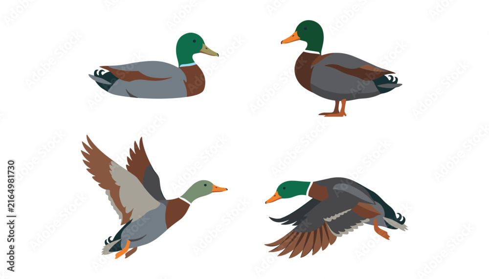 Obraz premium Mallard duck vector flat illustration set with wild drakes swimming standing and flying in the air isolated design elements,
