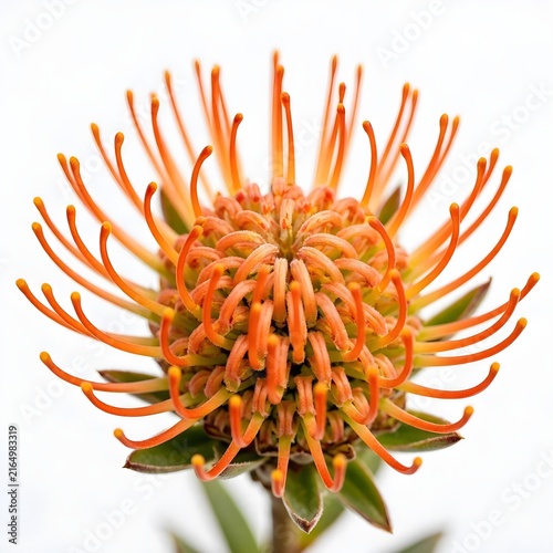 Orange Pincushion Protea Leucospermum Flower Isolated on White Background Exotic Botanical Close-up