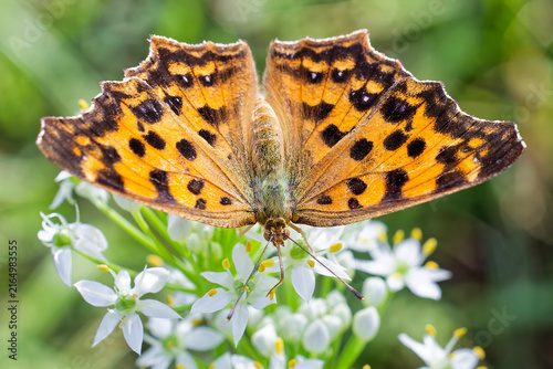 Foto キタテハ(Asian Comma)夏型の翅表