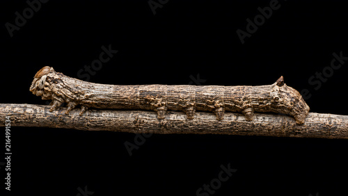 Brown geometer moth caterpillar mimicking a tree twig while crawling along a small branch isolated on a solid black background
