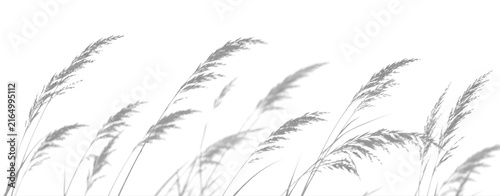 Grass Plumes Shadow Overlay on Transparent Background