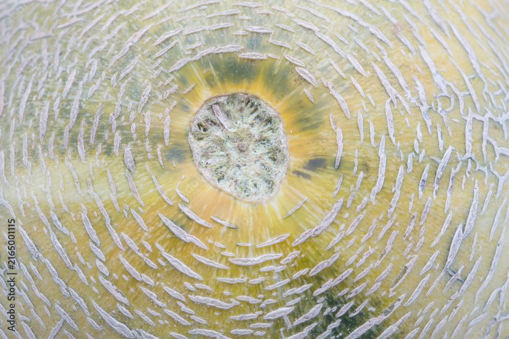 Fototapeta premium close-up view of fresh melon isolated on white background.