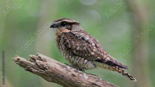 Northern hawk-owl perched on weathered branch in natural forest habitat during daylight