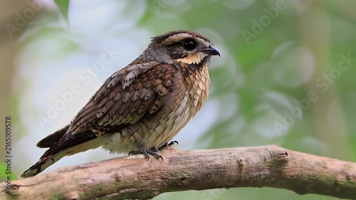 Brown and white speckled cuckoo perched on mossy branch in natural habitat