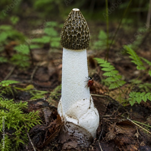 Robust Common Stinkhorn Mushroom Growing on a Moist Forest Floor
