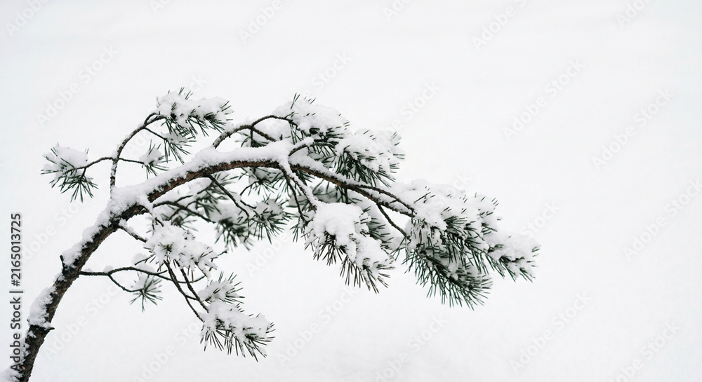 Obraz premium Snow Covered Pine Branch Japanese Winter Scene