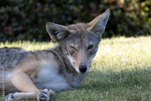 close shot of a coyote blinking is eye