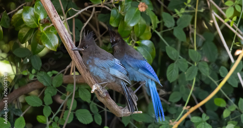 Cuadro en lienzo Steller's jay parent and kid standing together