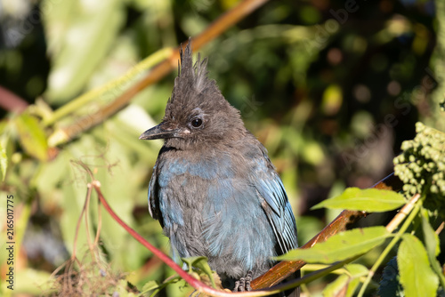 Fotografie juvenile Steller's jay standing under the sun