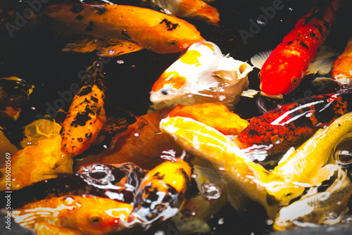fish CARP fancy / koi in pond