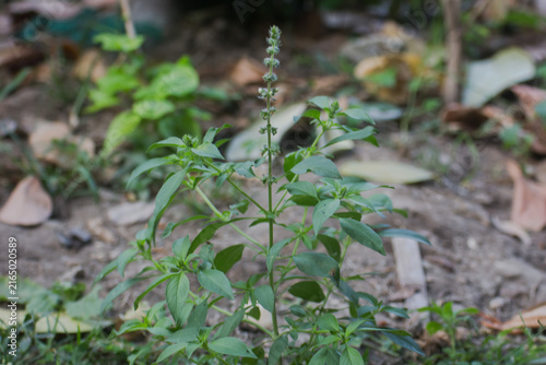 Fresh green lemon basil , Ocimum citriodorum