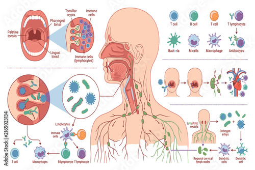 Medical infographic illustrating the immune function of tonsils, showing lymphatic tissue, pathogen detection, immune response, and protective mechanisms.