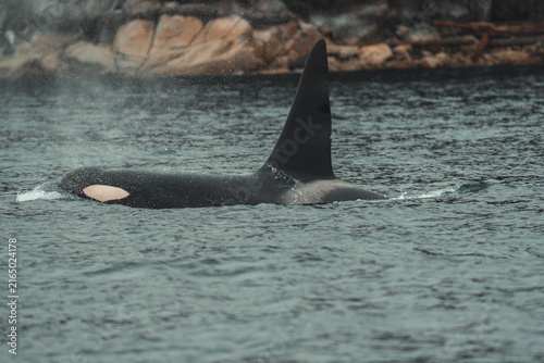 Fotografie Adult male Northern Resident killer whale (Orcinus orca) swimming in the coastal waters of Johnstone Strait, British Columbia, Canada