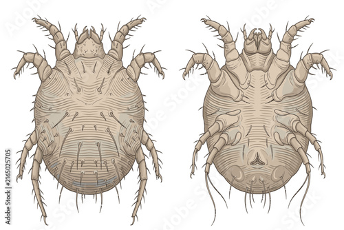 Detailed scientific illustration of Sarcoptes scabiei mite, a microscopic parasite responsible for human scabies and skin infestation.