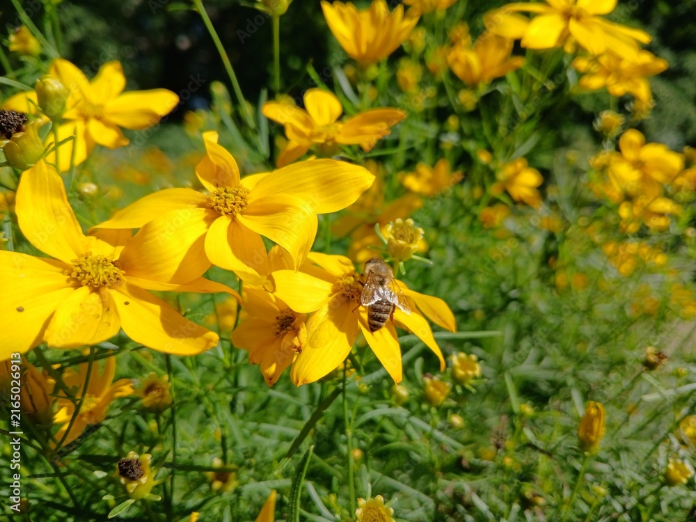 Fototapeta premium yellow flowers