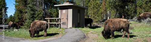 Canvastavla Herd of American Bison grazing on grass by road and park vault toilet outhouse,