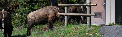 Canvastavla Herd of American Bison grazing on grass by road and park vault toilet outhouse,
