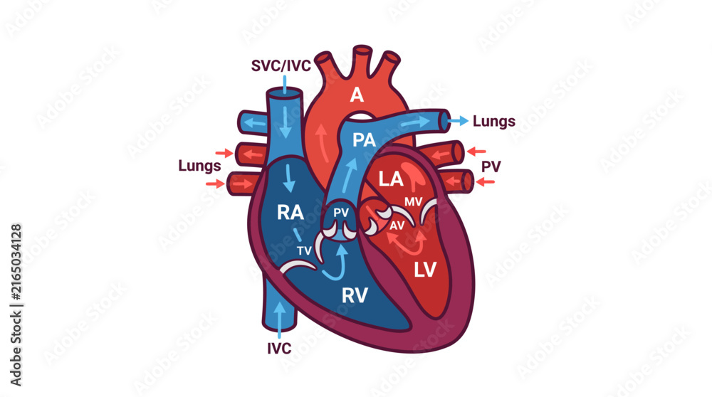 Fototapeta premium Anatomical vector illustration showing the human heart circulatory system with labeled chambers and blood flow pathways for medical education