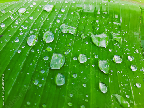Glistening water droplets rest on a lush green banana leaf