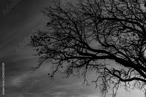 Canvastavla Silhouette of a leafless dead tree against a dramatic cloudy sky in black and white, representing loneliness, despair, mystery, Halloween, gothic atmosphere and psychological concept with copy space