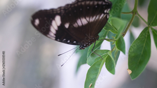Obraz na plátně This insect is a female Great Eggfly (Hypolimnas bolina), also widely known as the Blue Moon Butterfly or Common Eggfly