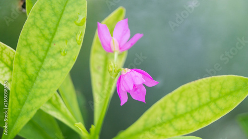 The flowers in the image belong to Talinum fruticosum, commonly known as waterleaf, Ceylon spinach, or Philippine spinach. Taken from Las Pinas, NCR, Philippines.