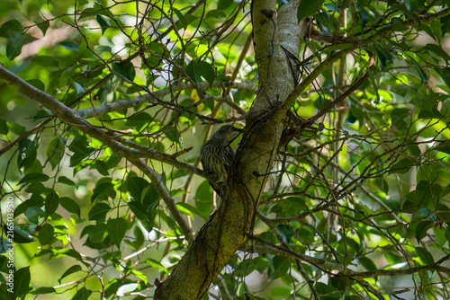 Bird perches on tree trunk, nestled among green leaves. Natural light filters through leafy canopy above. Foliage creates soft, dappled shadows on bark