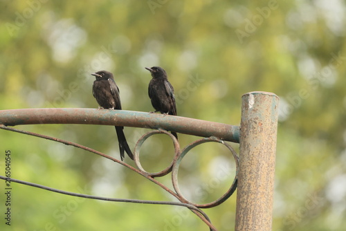 Black Drongo mother and juvenile