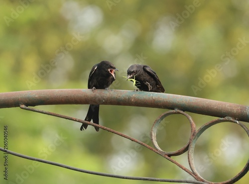 Black Drongo mother and juvenile