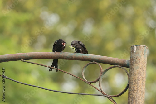 Black Drongo mother and juvenile