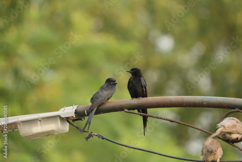 Black Drongo mother and juvenile
