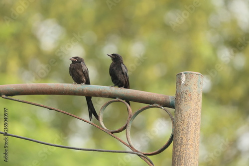 Black Drongo mother and juvenile