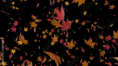 Autumn Maple Leaves Explosion Burst with Alpha Channel.