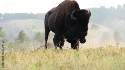 American Bison (Bison bison) Bull roaring and grunting and protecting his herd during the July breeding period, territorial rutting behavior in South Dakota.